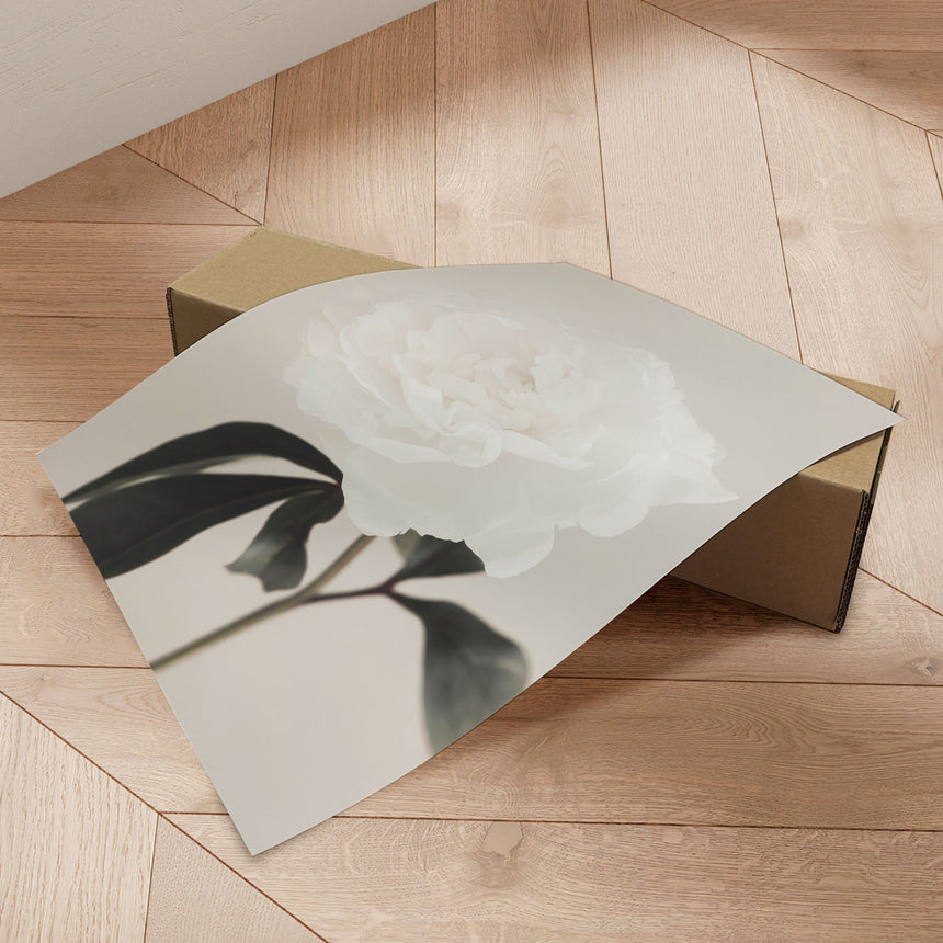 Plakat - Peony - 1x Studio II