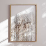 Plakat - Pampas Grass II - Magda Izzard